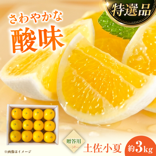 [先行予約]果樹園直送!土佐小夏 特選品贈答用 約3kg[2027年5月下旬-2027年6月下旬頃発送] 高知県土佐市 [株式会社SHIRAKI] [BQAI027]