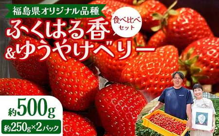 [先行予約]福島県オリジナル品種「ふくはる香」「ゆうやけベリー」食べ比べセット約500g(250g×2パック) いちご イチゴ 苺 福島県 鏡石町 鏡石農遊園 F6Q-531