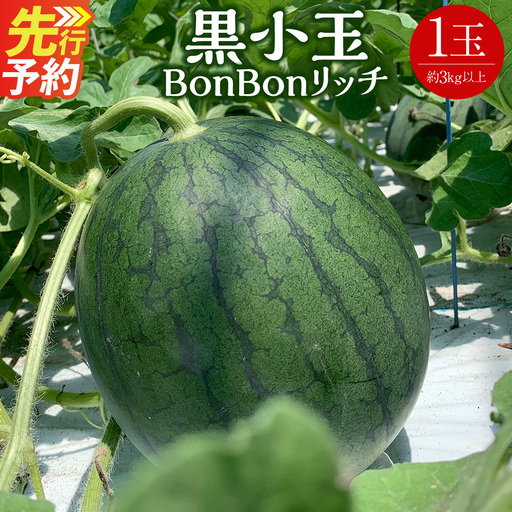 [ R8年熊本地震復興支援 ]黒小玉 BonBonリッチ 1玉 [2027年5月下旬から6月上旬迄発送予定]すいか 西瓜 果物 くだもの フルーツ