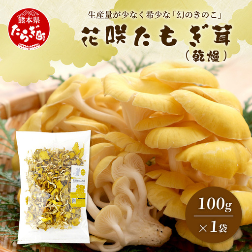 無農薬栽培【花咲 たもぎ茸 (乾燥) 100g 】幻 キノコ タモギダケ ヒラタケ 健康 栄養豊富 出汁 だし エルゴチオネイン タモギ茸 たもぎだけ  115-0606