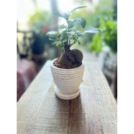 幸運を呼ぶ木「ガジュマル」_花・観葉植物 観葉植物・苗木  _【1573880】