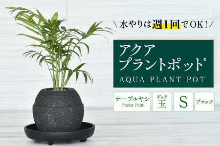 アクアプラントポット®　玉Ｓ（ブラック） 植木鉢　テーブルヤシ（2088）