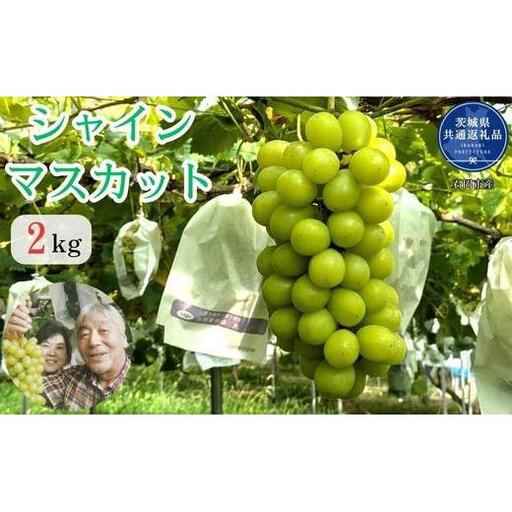 【2026年発送】 開田ぶどう園 シャインマスカット 2kg （茨城県共通返礼品・石岡市産） ／ シャインマスカット ぶどう 葡萄 ブドウ 果物 フルーツ