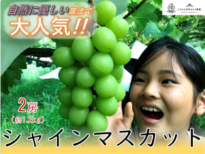 ＜2026年発送先行予約＞【自然に優しいシャインマスカット2房】栽培期間中の農薬節減で美味しいシャインマスカット(約1.2kg) ALPEF002