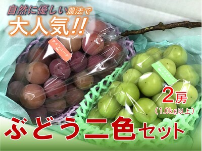 ＜2026年発送先行予約＞【自然に優しく美味しい葡萄2色セット2房】栽培期間中の農薬削減で美味しいシャインマスカットと赤葡萄(1kg以上) ALPEF009