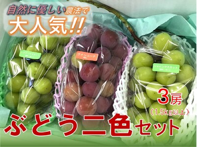 ＜2026年発送先行予約＞【自然に優しく美味しい葡萄2色セット3房】栽培期間中の農薬削減で美味しいシャインマスカットと赤葡萄(1.5kg以上) ALPEF010