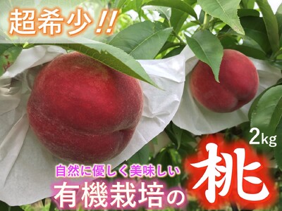＜2026年発送先行予約＞【有機栽培の美味しい桃約2kg 7月後半発送】自然に優しく希少でジューシーな天然桃(5～6個入)！ ALPEF013