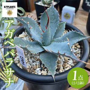 鹿嶋市産アガベ！　アガベ　パラサナ　５号鉢【アガベ 多肉植物キャベツヘッド 鉢 数量限定 茨城県 鹿嶋市 20000円以内】（KCP-9）