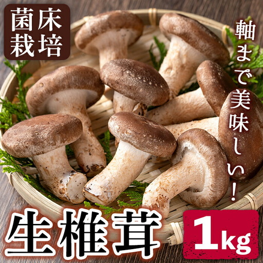 n327 生 椎茸 1kg 菌床栽培 国産 種子島 しいたけ [えいぜっと]