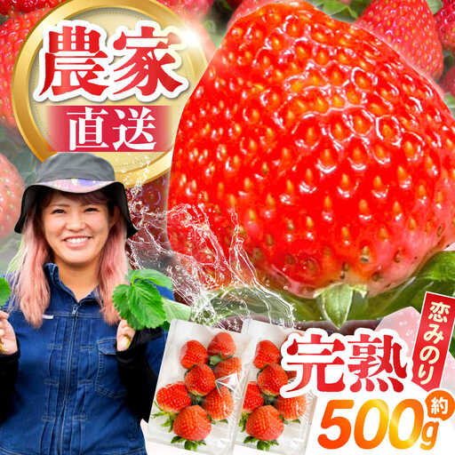 【2027年1月-発送】南島原産 いちご 「恋みのり」約250g×2P / イチゴ 苺 フルーツ 果物 / 南島原市 / あゆみfarm[SFF006]