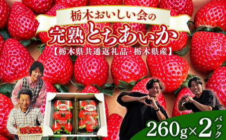 栃木おいしい会のいちご(とちあいか)260g×2パック(520g)|栃木県共通返礼品 栃木県産 ※2027年1月〜発送