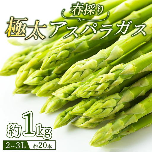 60-A 極太アスパラガス2～3Lサイズ1kg（約20本） ※2027年4月～発送