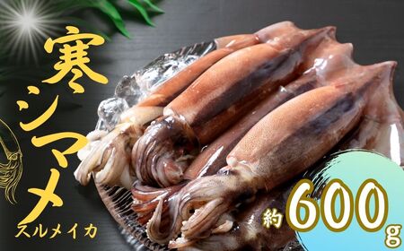 朝どれシマメ(スルメイカ)約600g 3〜4杯 イカ 烏賊 いか