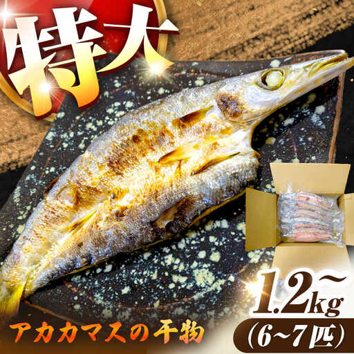 干物 特大 アカカマス 開き 1.2kg 以上 [JAQ026] カマス