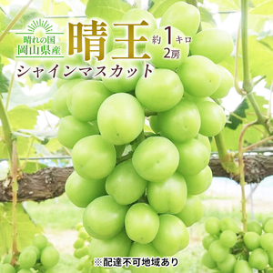 ぶどう 2026年 先行予約 シャイン マスカット 晴王 2房入り 合計約1kg 岡山県産 シャインマスカット