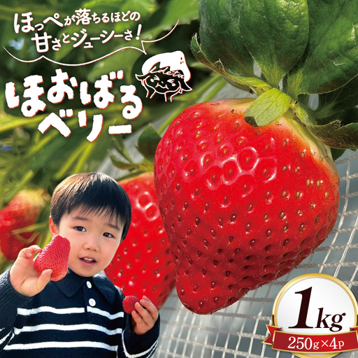 [2026年12月発送開始]いちご ほおばるベリー 約 1kg 250g 4パック