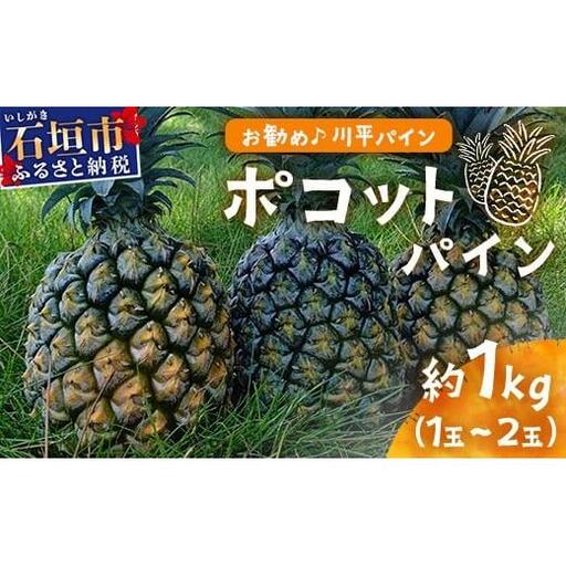 パイナップル 【先行予約】ポコットパイン1ｋｇ（1～2玉）　KN-3