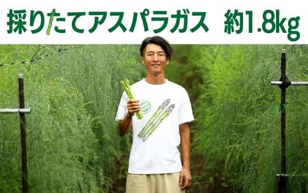 アスパラガス 約1.8kg [8月中旬ごろ〜発送予定]夏 採りたて アスパラ 野菜 季節の野菜 石井建一 岩手県 北上市