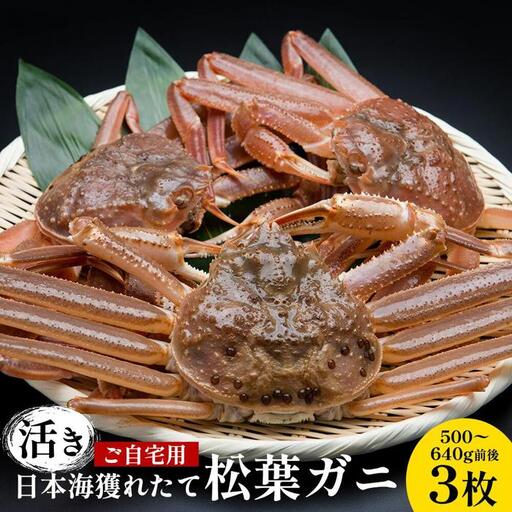 【活き】訳あり ご自宅用 日本海獲れたて 松葉ガニ 500～640g前後 3枚 ※2026年11月上旬～2027年3月上旬頃に順次発送予定 松葉ガニ