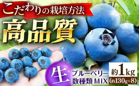 ブルーベリー 約1kg APCH012 ブルーベリー フルーツ