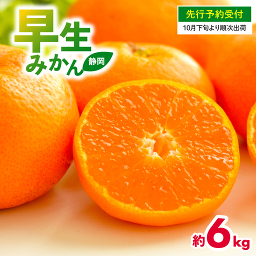 【先行予約】 2026年度産 みかん  早生 みかん 6kg  10月下旬発送