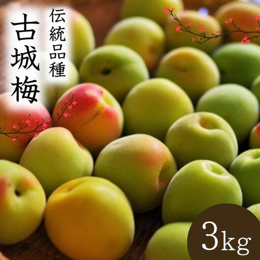 シロップ、梅酒に最適！【先行予約】 青梅【古城梅】 3kg（2027年5月頃から順次発送予定） / 生梅 梅酒 梅ジャム 梅シロップ 産地直送 国産 和歌山 【tcs020】