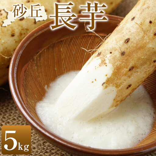 先行予約 砂丘長いも 5kg ※2026年11月上旬〜2027年3月下旬頃に順次発送 長いも いも