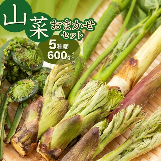【令和9年発送】 山菜おまかせセット（5種以上） 計600g以上 山形県鶴岡産 グレイスファーム