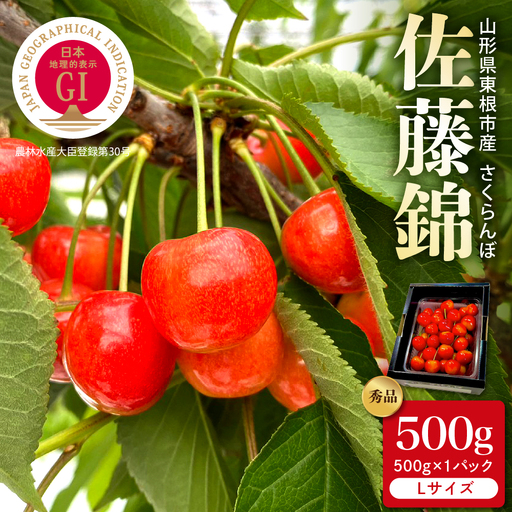 2027年産 GI東根 さくらんぼ 佐藤錦 秀品 500g さくらんぼ