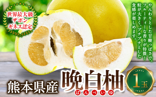 熊本県産晩白柚 1玉入り [2026年12月下旬発送開始] みかん ミカン 柑橘 果物 くだもの フルーツ