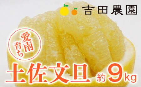 [先行予約]吉田農園 土佐文旦 9kg 文旦 みかん 高知 に負けない 愛媛 愛南 吉田農園