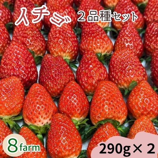 【先行予約】イチゴ2品種セット【食べ比べ いちご 約290g×2パック 苺 冷蔵 安来】【価格変更】【09-FA-02】