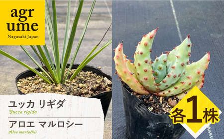 ユッカ リギダ & アロエ マルロシー 各1株 長与町/アグリューム Yucca rigida & Aloe marlothii 長与町/アグリューム