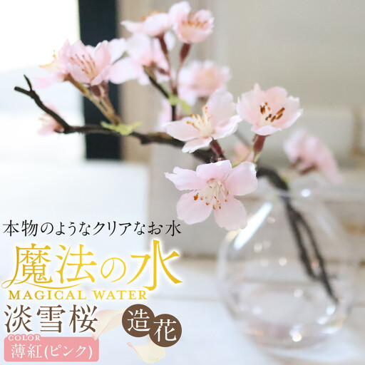 新春　淡雪桜　さくら　魔法の水　マジカルウォーター『薄紅』