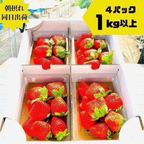 [限定3月発送] 朝採り同日出荷 いちご 御前崎産かおり野 1kg(250g×4パック)|フルーツ 果物 くだもの 果実 おやつ デザート 静岡