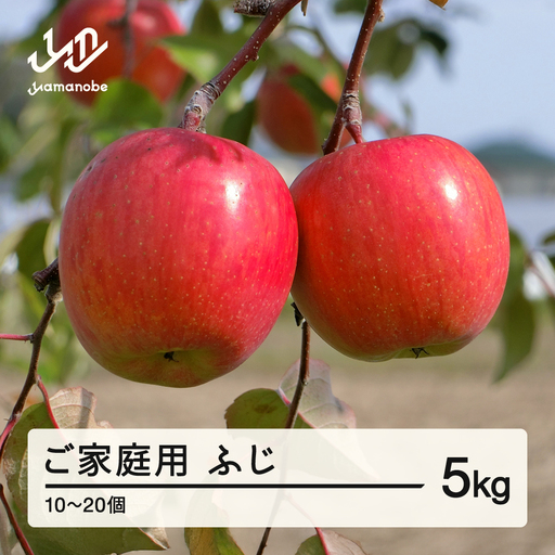 2026年 山形県産 ご家庭用 ふじ りんご 5kg（10~20個) 2026年11月下旬頃から順次発送 tj-risfk5
