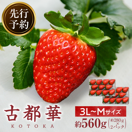 【2027年2月～3月発送】完熟「古都華」奈良ブランドいちご3L～Mサイズ2パック　先行予約 ことか 甘い 糖度 濃い 濃厚 果汁 香り 朝摘み いちご イチゴ 苺 フルーツ 果物 くだもの ご褒美 ごほうび 贈答 贈り物 ギフト プレゼント 冷蔵 奈良県 生駒市 送料無料