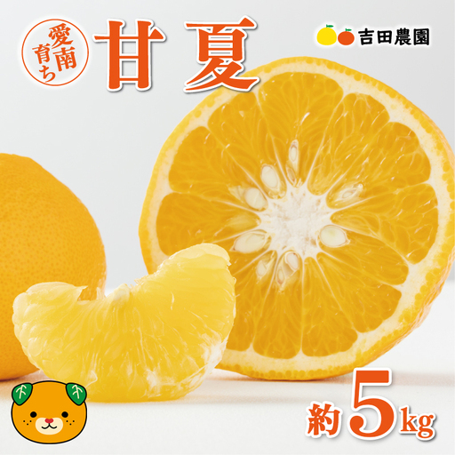 [先行予約] 甘夏 5kg 甘夏 夏みかん 柑橘 愛媛 愛南 吉田農園