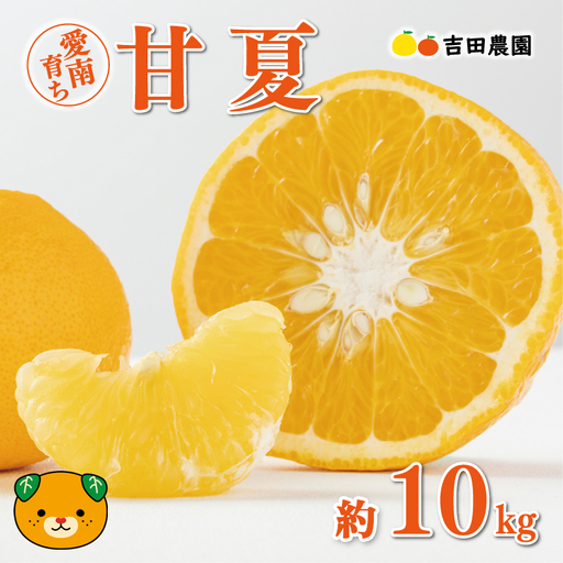 [先行予約] 甘夏 10kg 甘夏 みかん 夏みかん 柑橘 愛媛 愛南 吉田農園
