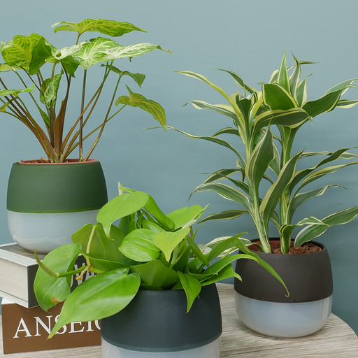 観葉植物 ハイミニビビアースカラー おまかせ 3個 セット