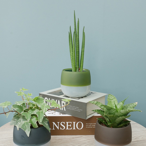 観葉植物 キュートビビアースカラー おまかせ 3個 セット