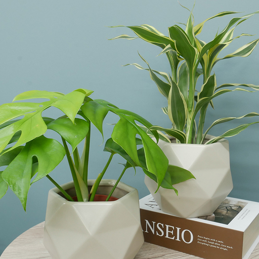 観葉植物 ハイミニポリゴン ベージュ おまかせ 2個 栄養剤 1本 セット