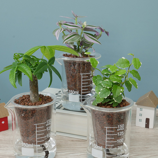 観葉植物 ウォータリウム ビーカーM ハイドロコーン植え おまかせ 3個 セット