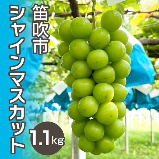 ＜26年発送先行予約＞シャインマスカット1.1kg 以上（２房）　 237-001