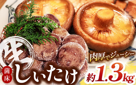 菌床生しいたけ 1.3kg | 生しいたけ しいたけ シイタケ 椎茸 きのこ キノコ 自家製造 肉厚 しいたけのステーキ 兵庫県 上郡町