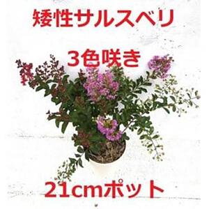 緑の力で地球を元気に!【矮性サルスベリ・3色咲】赤・白・紫を1鉢でお楽しみいただけます