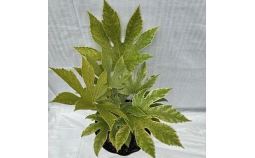 日陰で育つ綺麗な植物 斑入りヤツデ 紬絞り