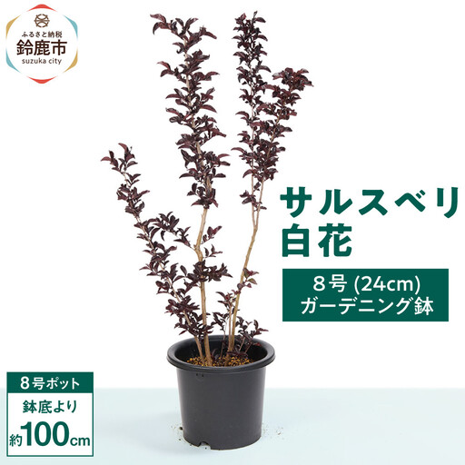 輝くブラックリーフが美しいサルスベリ白花 8号(24cm)ガーデニング鉢