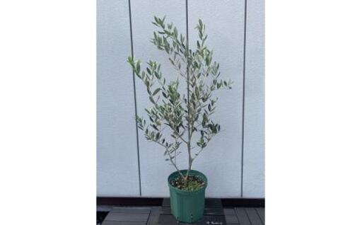 癒しの空間　　オリーブの木　品種ミッション　〈プラス樹〉