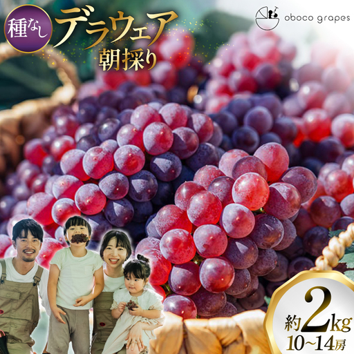【期間限定発送】 ぶどう デラウェア 10～14房 約 2kg 朝採れ